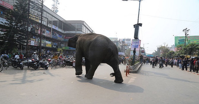 Öfkeli fil köye indi