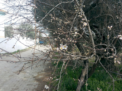 Kış ortasında badem çiçek açtı