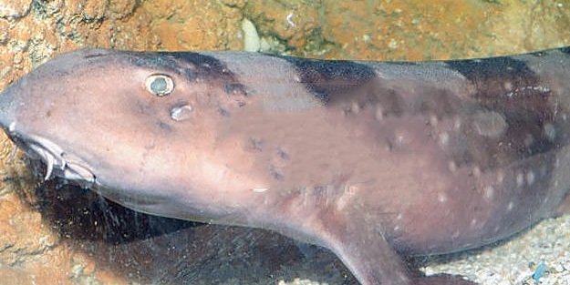 Bilim insanları şaşkın!