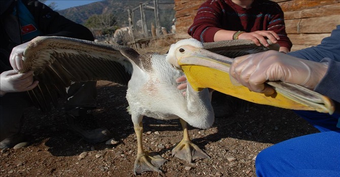 Yaralı pelikan tedavi altına alındı