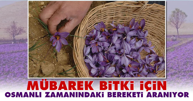 Mübarek bitki için Osmanlı zamanındaki bereketi aranıyor