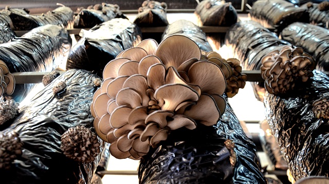 Fiyatı ve tadı ile kırmızı ete rakip