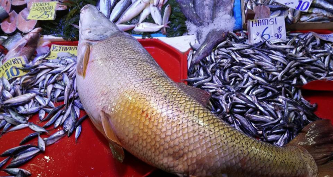 Dev kurşun balığı için vatandaşlar sıraya girdi