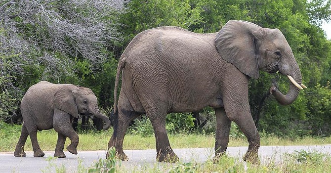 Doğu Afrika'da fil nüfusu yok oluyor