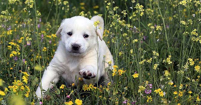 Hayvanlar bir günlük hediye olmasın
