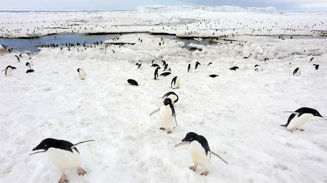 Buz dağı o türü tehdit ediyor