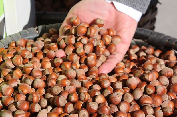 Dünyada 1. olduğumuz fındık neden bu kadar pahallı