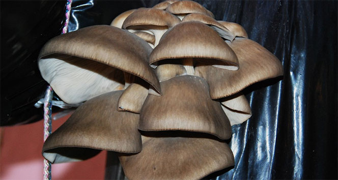 İstiridye mantarının kilosu 40 TL