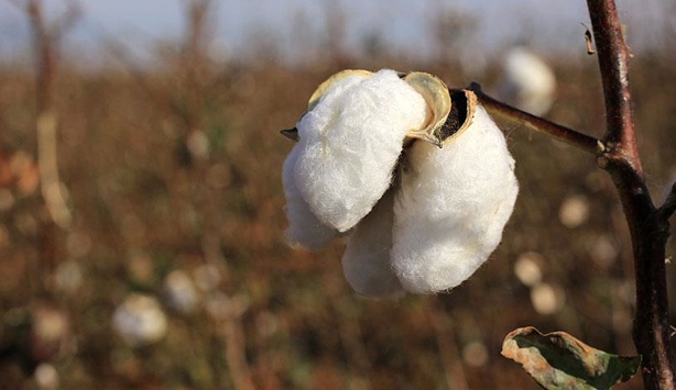 ABD Pamuğuna damping soruşturmasında son aşama