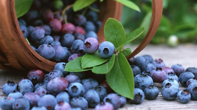 ‘Yaban Mersini’ poşet çay oluyor