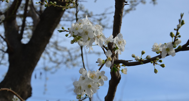 Meyveler kış ortasında çiçek açtı
