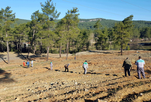 Marmaris'te sakız ormanı kuruldu