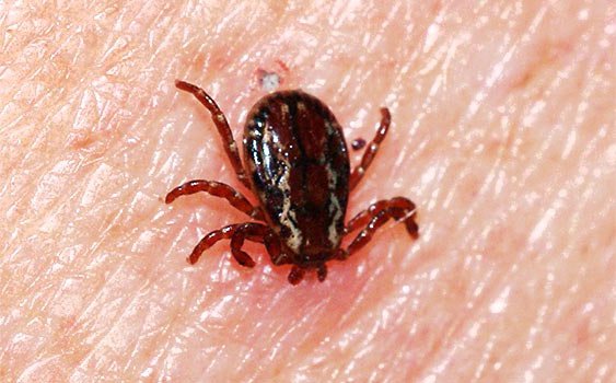 Kene Kabusu Hortladı!