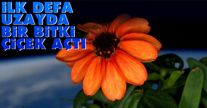 İlk defa uzayda bir bitki çiçek açtı
