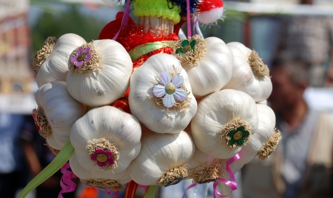 Sarımsak Üretiminin Yüzde 22’si Taşköprü’de Gerçekleşti