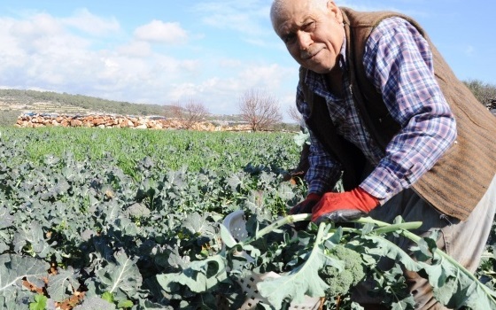 Alternatif sebzenin sultanı brokoli