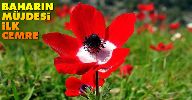 Baharın müjdecisi ilk cemre