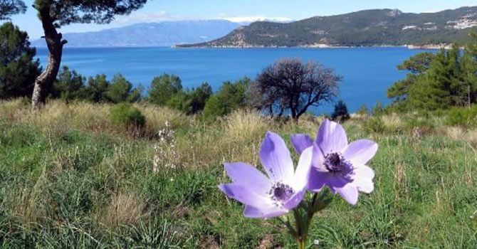 Baharın habercisi Anemonlar yaratıldı