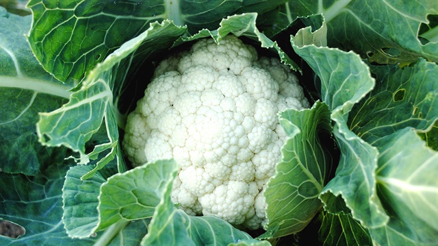 Karnabahar fiyatları katlandı