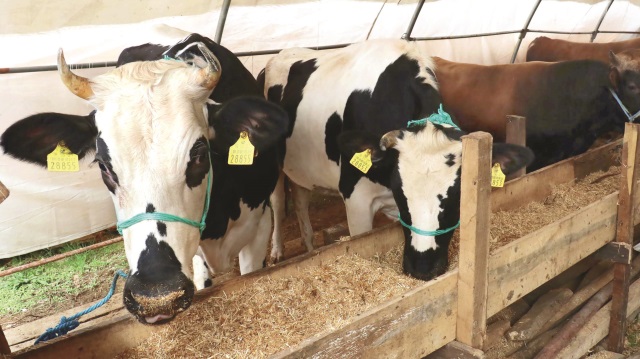 Kırmızı et üretimi 5 yılda 1.1 milyon ton