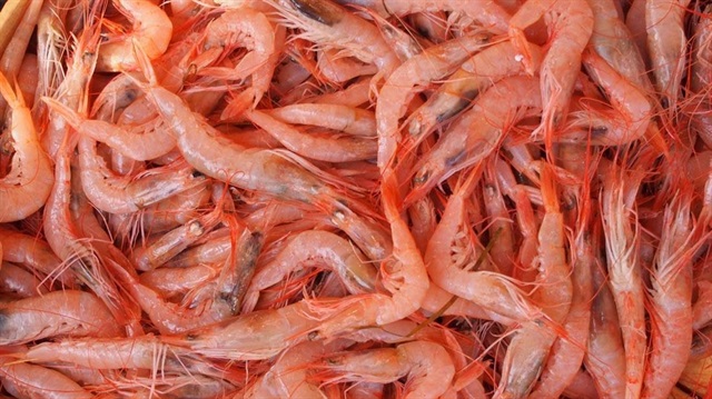 Yengeç ve karides asker çantasına giriyor