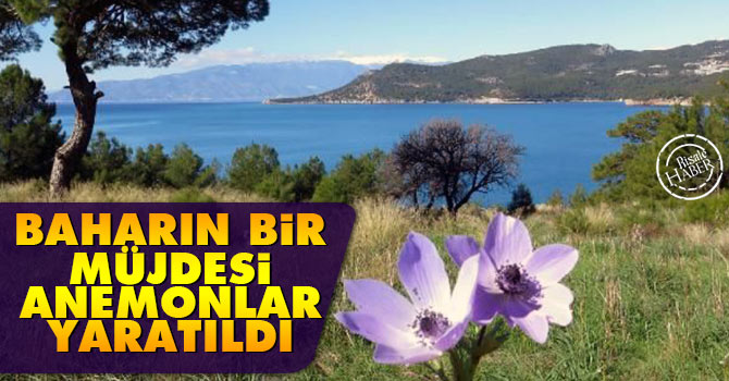 Baharın bir müjdesi Anemonlar yaratıldı