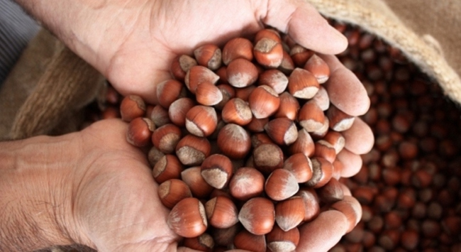 Fındık Üreticisinin Umutları Yeniden Yeşerdi