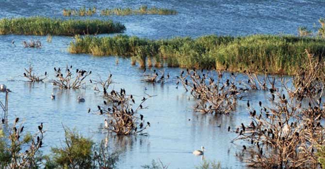 Manyas Gölü yoğun bakımda