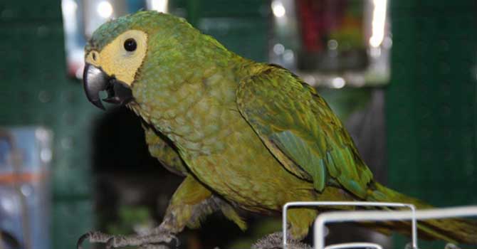 Otomobil fiyatına papağan