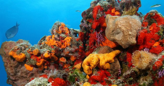 Dünya'da yaşayan ilk canlı keşfedildi!