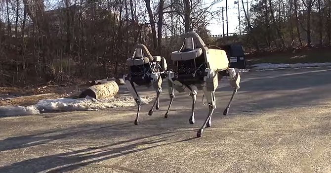 Gerçek köpek robota karşı