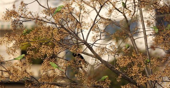 Üsküdar’a papağan yağdı!