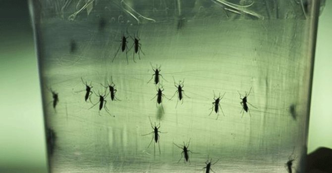 Zika virüsünün neden yayıldığı ortaya çıktı