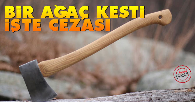 Bir ağaç kesti, işte cezası...