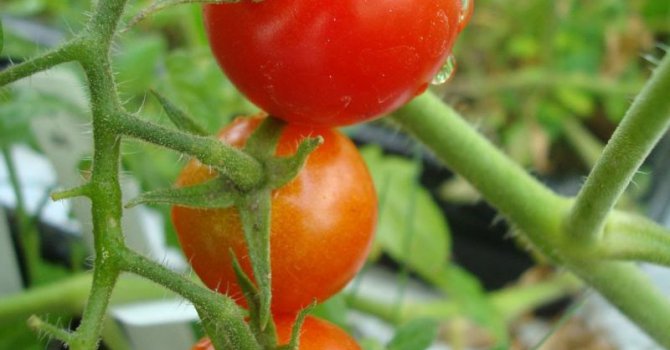 Mars'ta tarım mümkün mü oluyor?