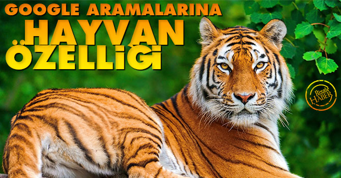 Google aramalarına yeni 'hayvan' özelliği