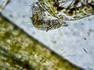 Kirliliği bu "bakteri" çözecek