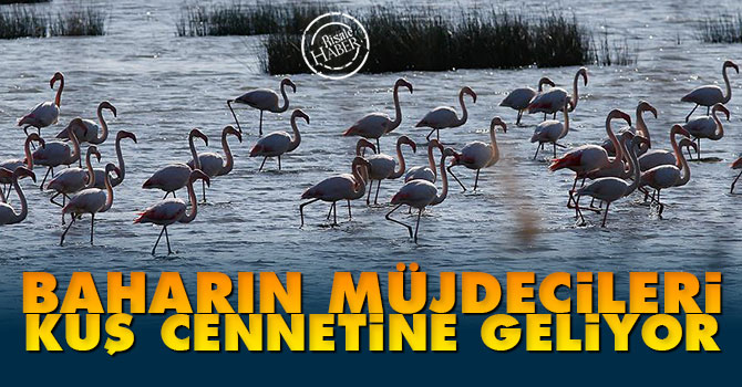 Baharın müjdecileri 'Kuş Cenneti'ne geliyor