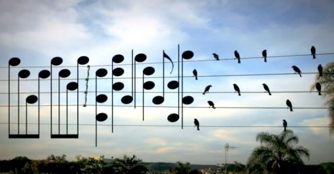 Elektrik Tellerine Dizilmiş Kuşların müziği (video)