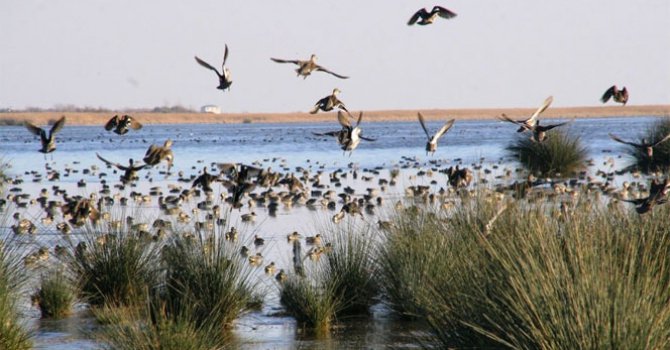 Kuş cennetinde bahar güzelliği