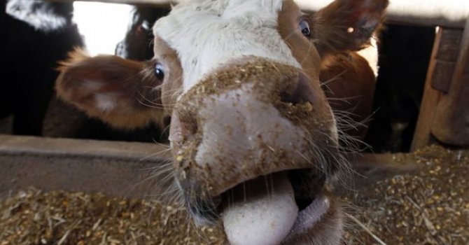 "Deli Dana" Hortladı