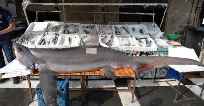 Şanlıurfa'da "köpekbalığı" şaşkınlığı