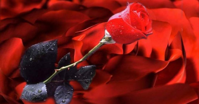 Fazilet örneği bir kadın...Hz. Âsiye