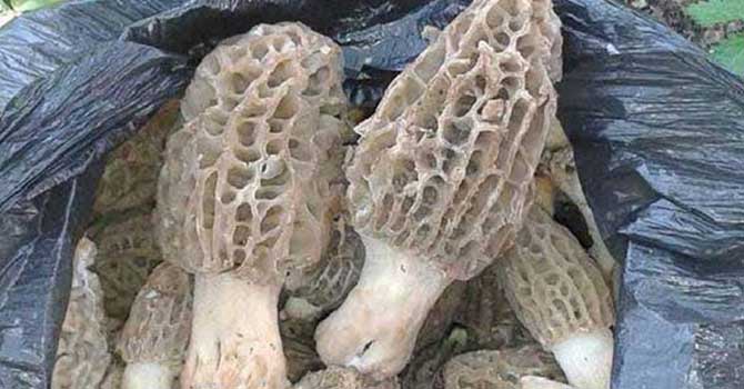 Kilosu 100 ile 200 lira arasında