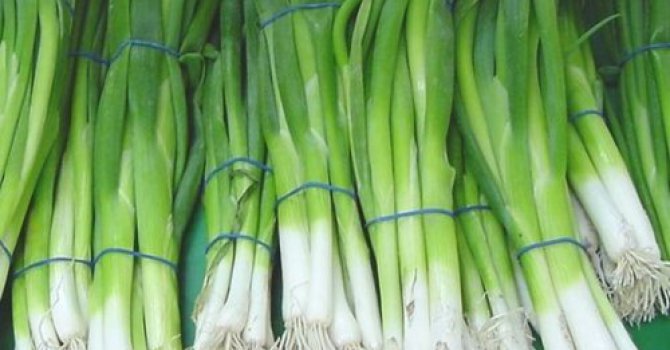 Kilo Vermek İsteyenler Yeşil Soğan’a Dikkat !