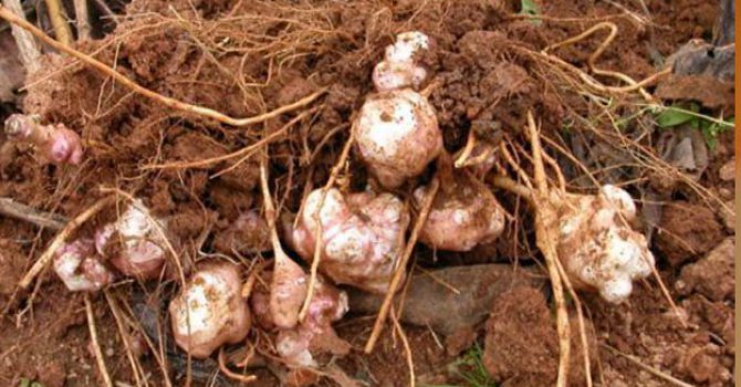 Fiyatı "kırmızı et" ile yarışıyor!