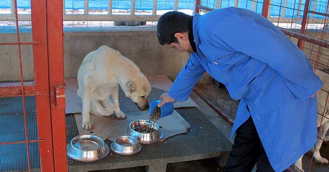 Yaralı ve hasta hayvanlar için 'şifa' arıyorlar