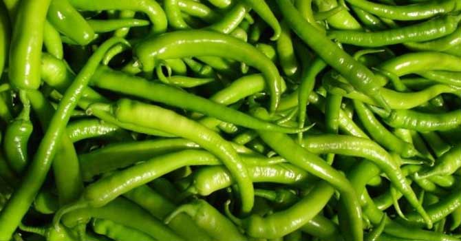 Martta zam şampiyonu sivri biber