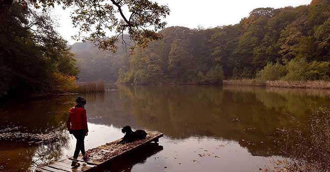 'İstanbul'un yüzde 45'i orman'