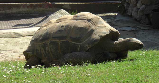 Binlerce kaplumbağa yavrusu denizle buluştu
